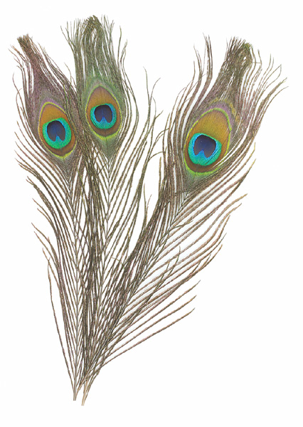 Creativity Street Peacock Feathers - BLICK art materials